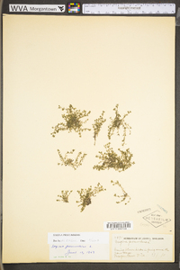 Sagina procumbens image