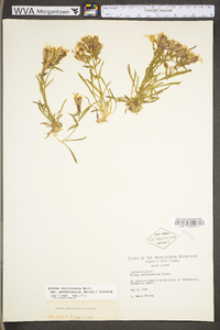 Silene caroliniana subsp. pensylvanica image