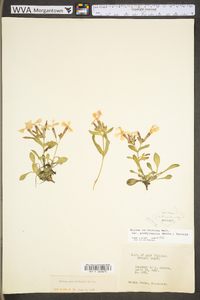 Silene caroliniana subsp. pensylvanica image