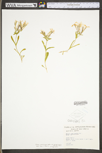 Silene caroliniana subsp. pensylvanica image