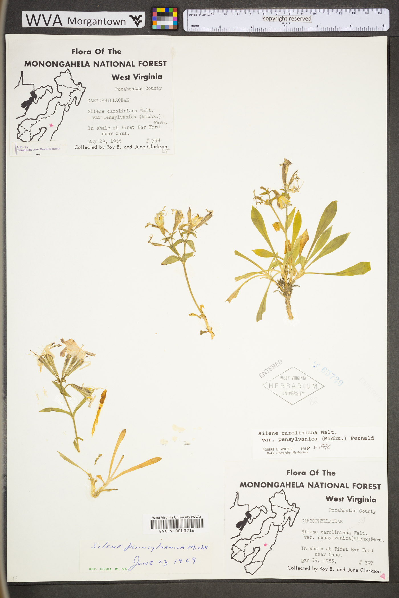 Silene caroliniana subsp. pensylvanica image