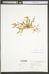 Silene caroliniana subsp. pensylvanica image