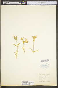 Silene caroliniana image