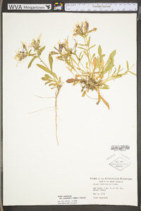 Silene caroliniana subsp. pensylvanica image