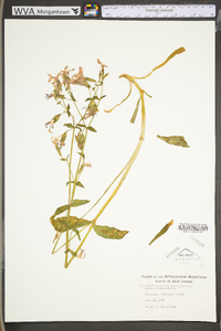 Silene caroliniana subsp. pensylvanica image