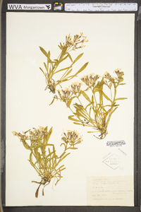 Silene caroliniana subsp. pensylvanica image