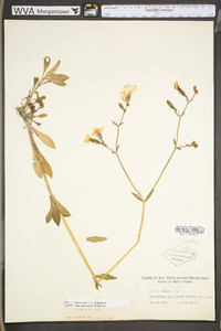 Silene latifolia image