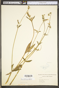 Silene latifolia image