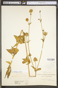 Silene latifolia image