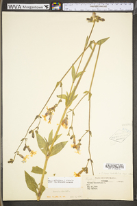 Silene latifolia image