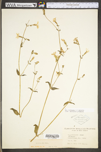 Silene latifolia image