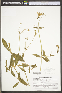 Silene latifolia image