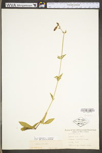 Silene latifolia image