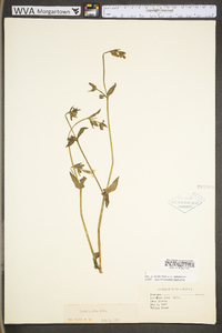 Silene latifolia image