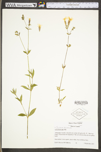 Silene latifolia image