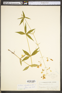 Silene stellata image