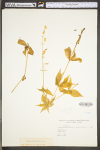 Silene stellata image