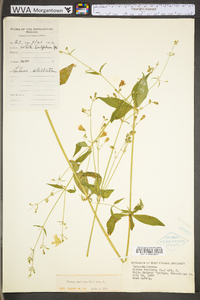 Silene stellata image