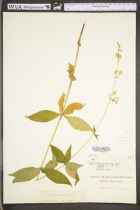 Silene stellata image