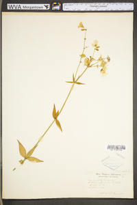 Silene stellata image