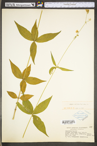 Silene stellata image