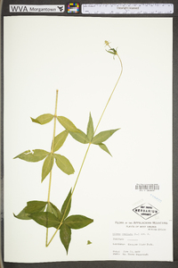 Silene stellata image