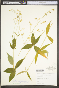 Silene stellata image