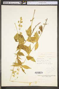 Silene stellata image