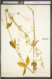 Silene stellata image