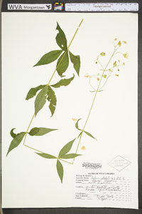 Silene stellata image