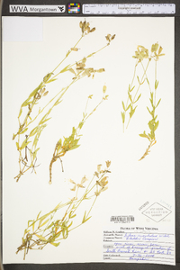 Silene vulgaris image