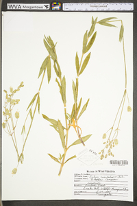 Silene vulgaris image