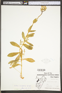 Silene vulgaris image