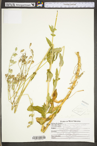 Silene vulgaris image