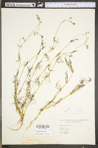 Spergula arvensis image