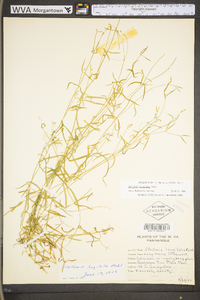 Stellaria longifolia var. longifolia image
