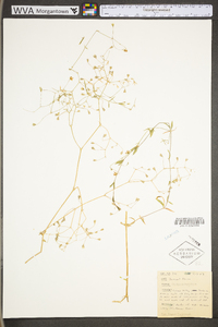 Stellaria longifolia var. longifolia image