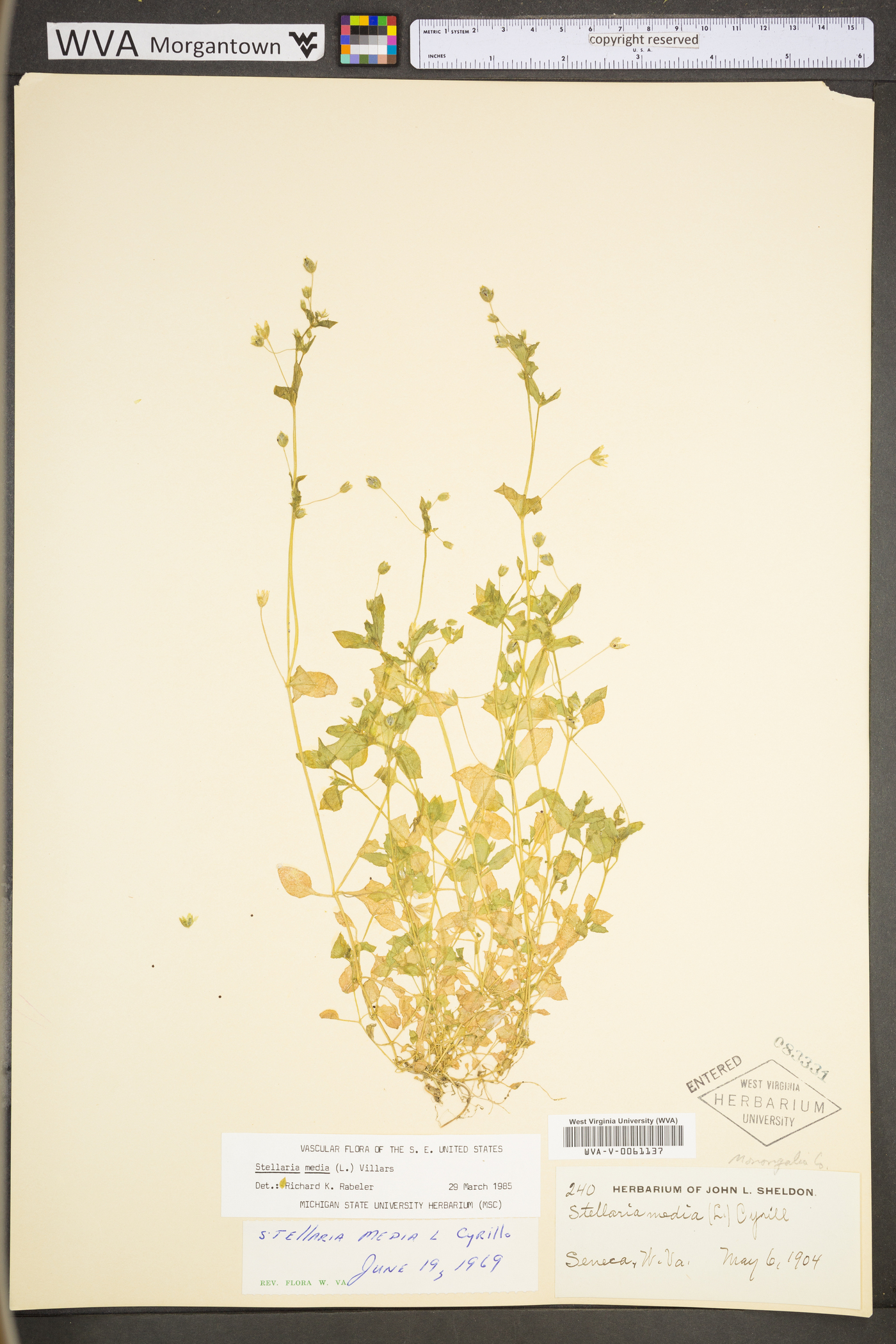 Stellaria media subsp. media image