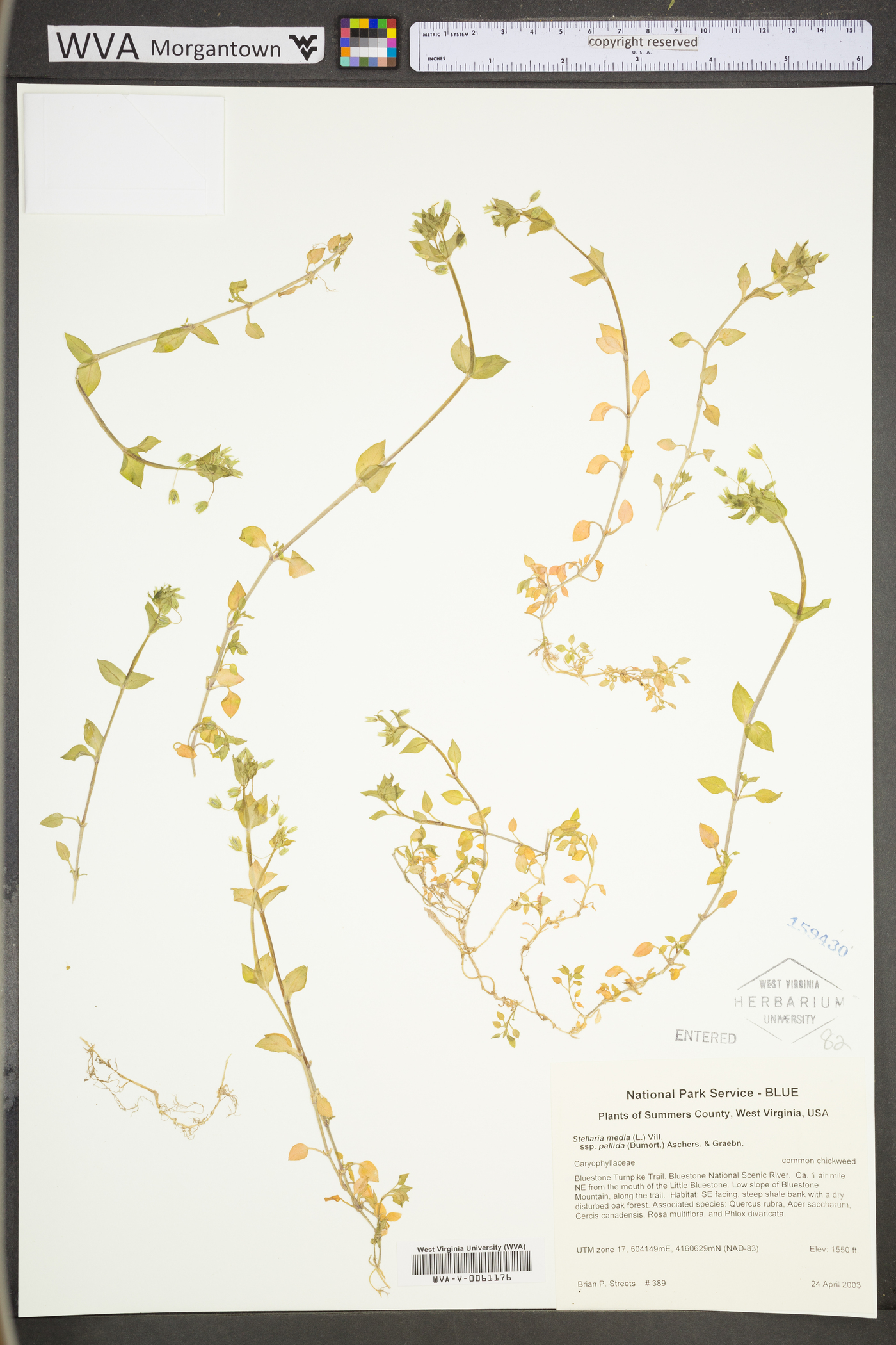 Stellaria pallida image
