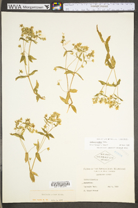 Stellaria pubera image