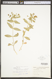 Stellaria pubera image