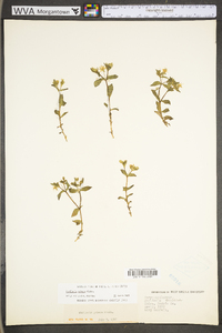 Stellaria pubera image