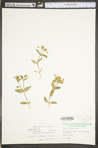 Stellaria pubera image