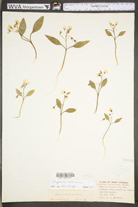 Claytonia caroliniana image