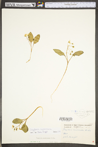 Claytonia caroliniana image