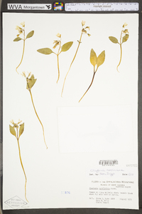 Claytonia caroliniana image