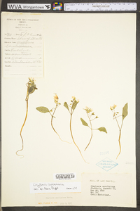 Claytonia caroliniana image