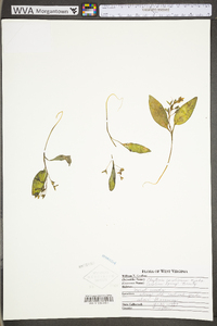 Claytonia caroliniana image