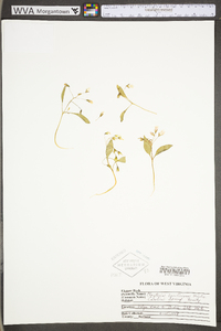 Claytonia caroliniana image