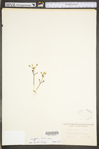 Claytonia caroliniana image